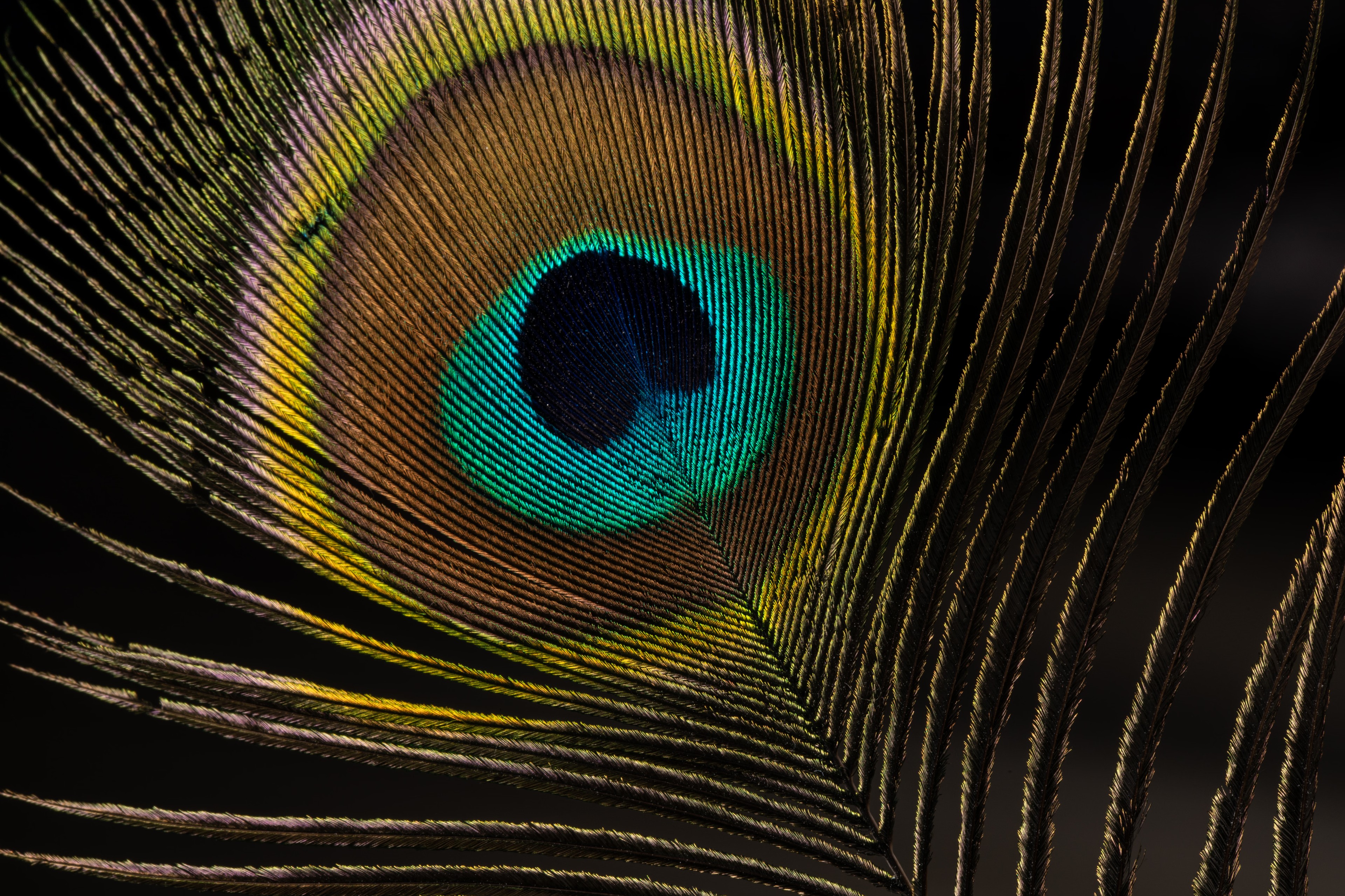 peacock feather. evolution's showmanship.