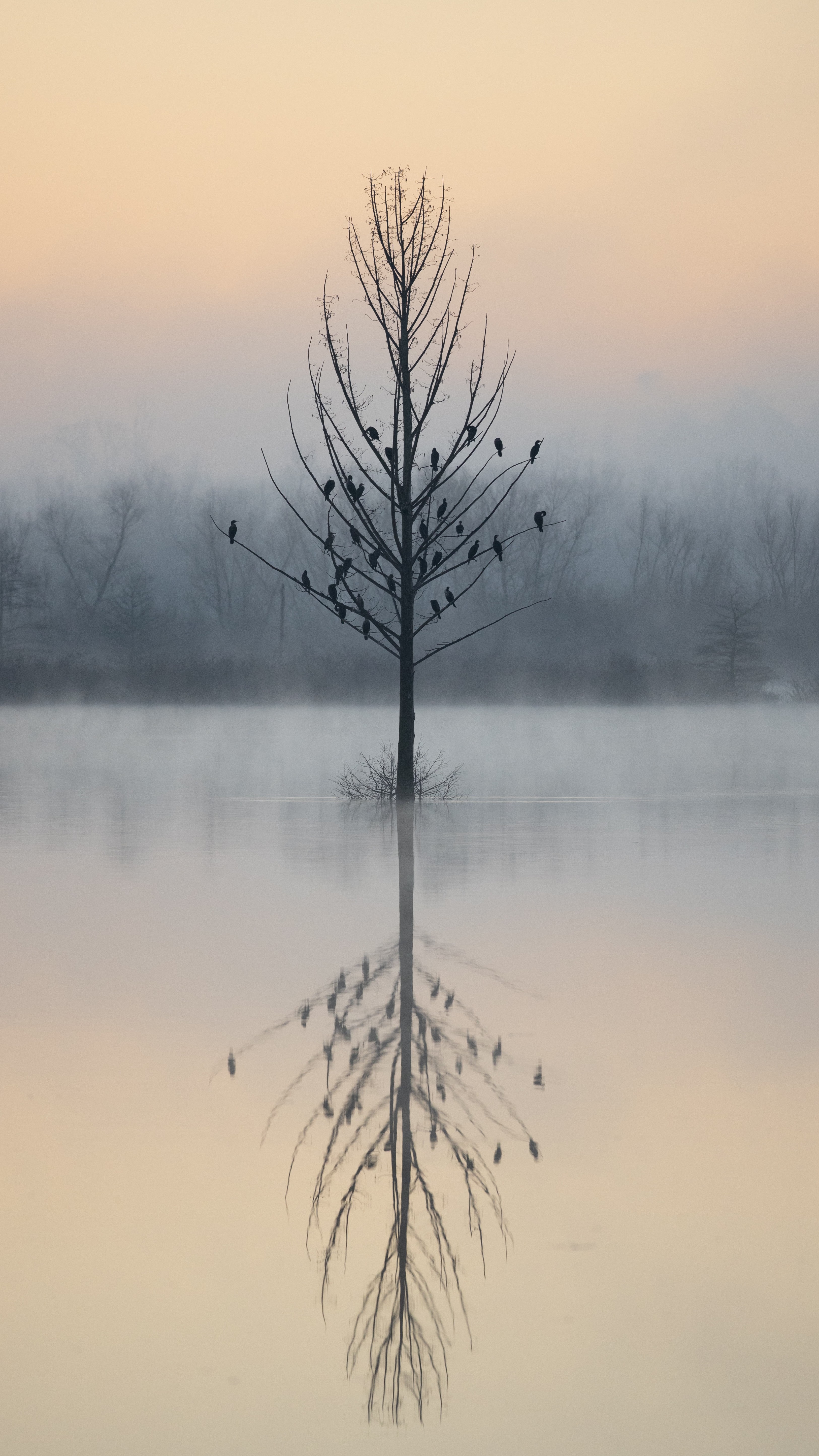 the tree holds court with its own reflection. birds scatter like punctuation.