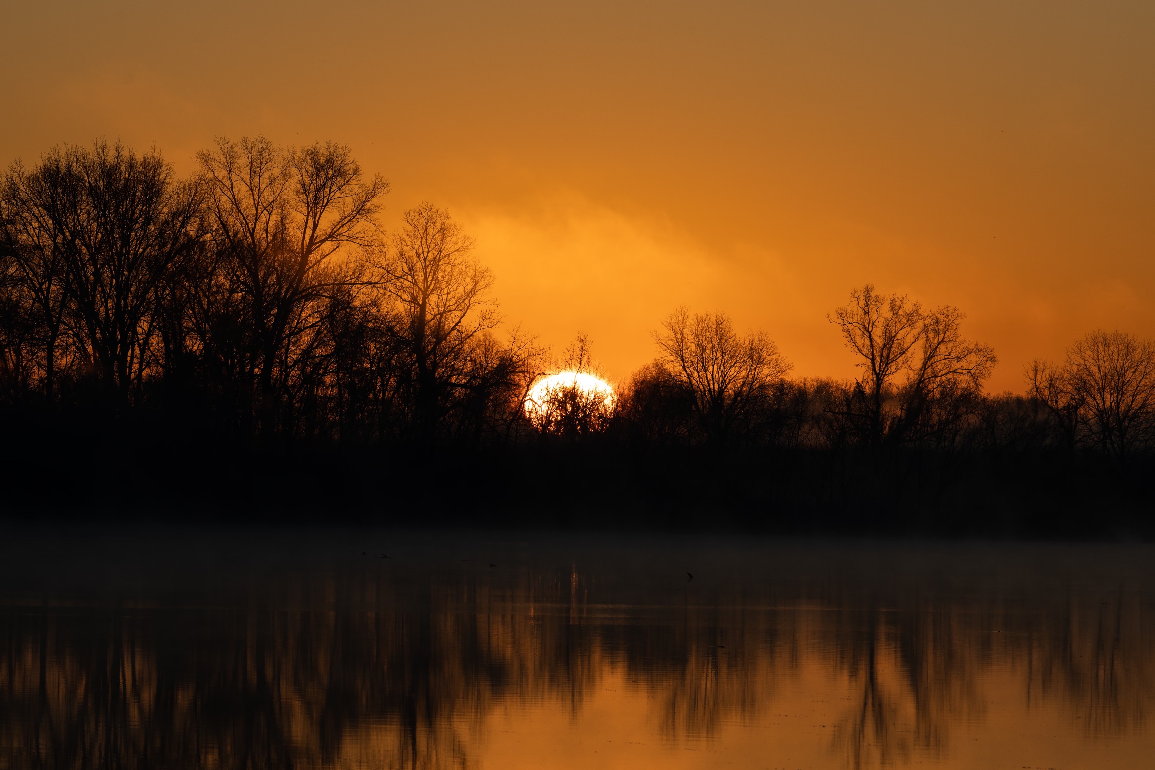 liquid gold on water. trees as witnesses.